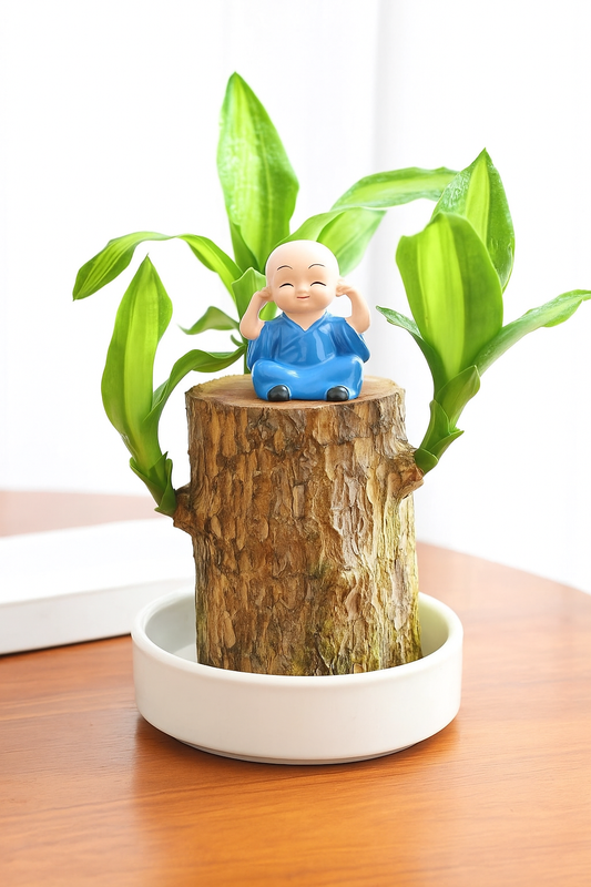 Brazilian Lucky Wood, Mini Home Plant Decorations